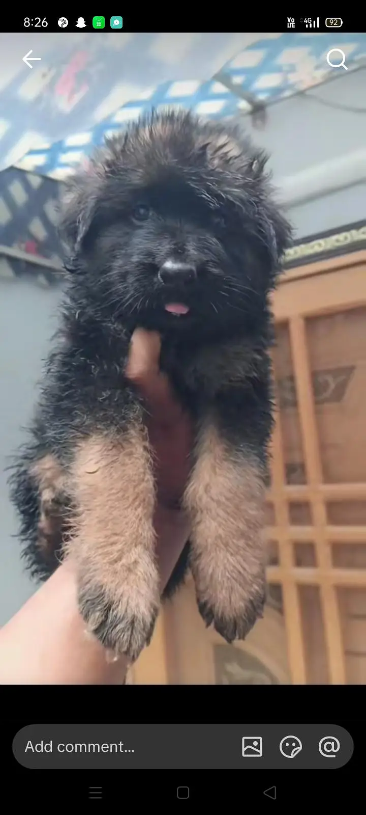 German shepherd puppy agent  for sale in very cheap price — photo 4