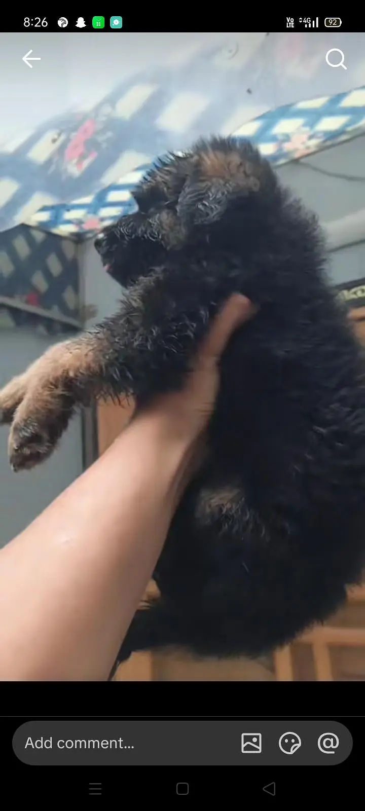 German shepherd puppy agent  for sale in very cheap price — photo 5