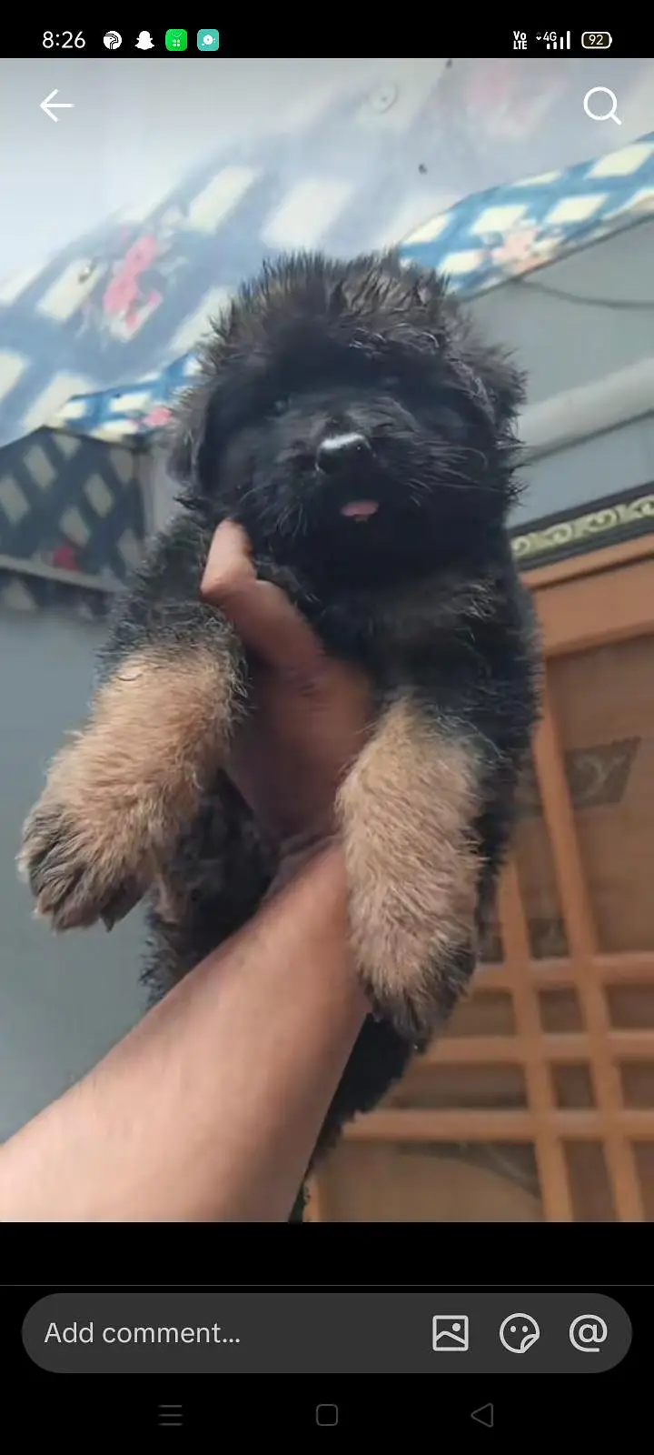 German shepherd puppy agent  for sale in very cheap price — photo 6