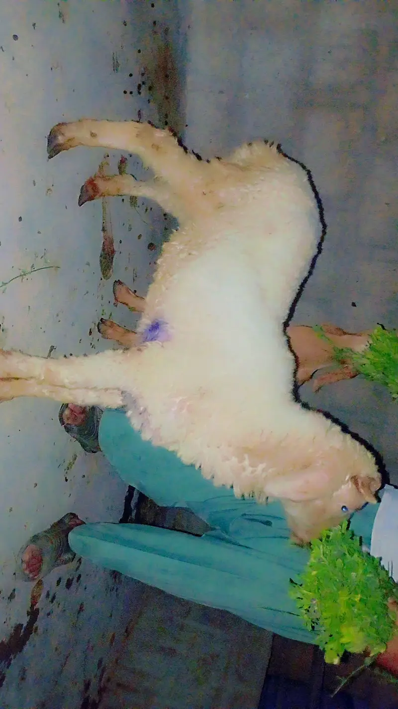 Seeng wala dumba — photo 2