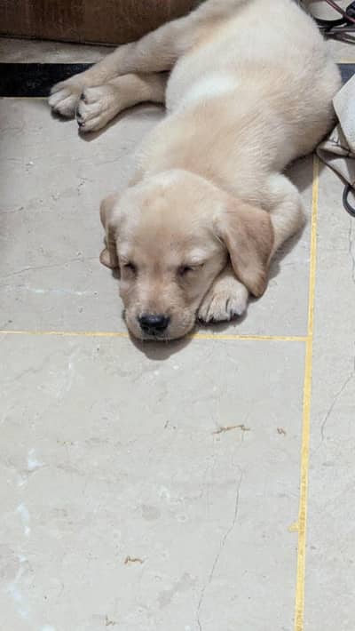 bristish Labrador for sale 50 days old