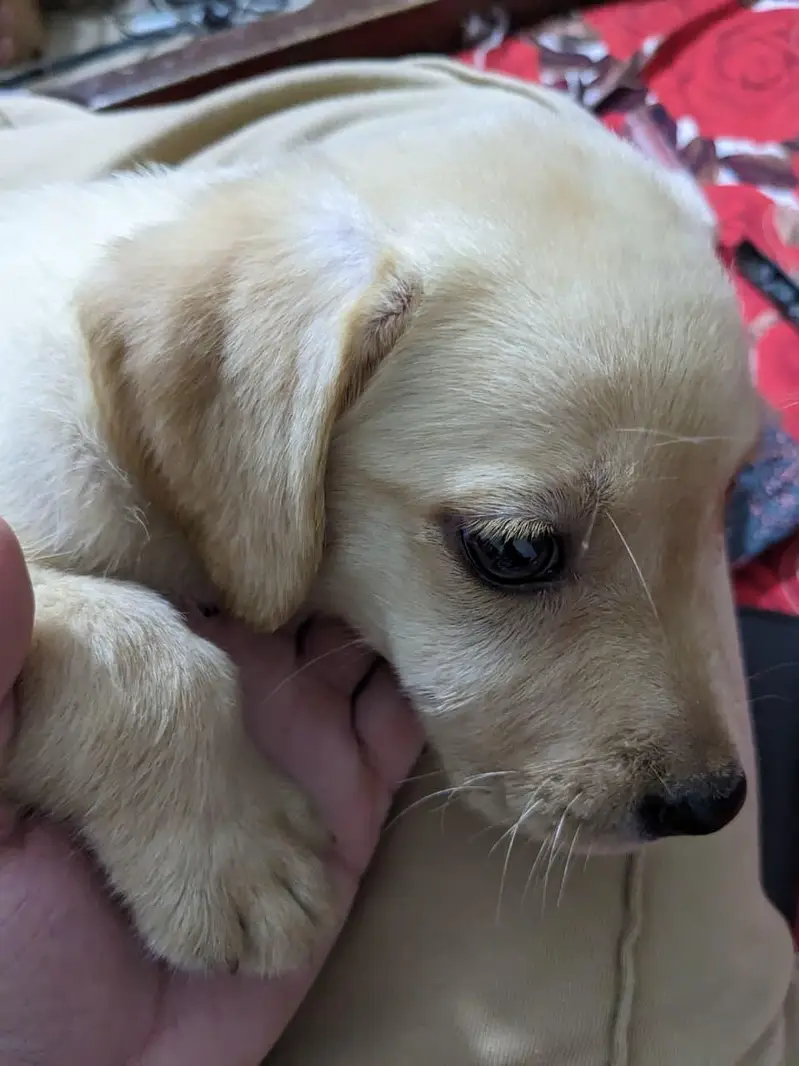 bristish Labrador for sale 50 days old — photo 2