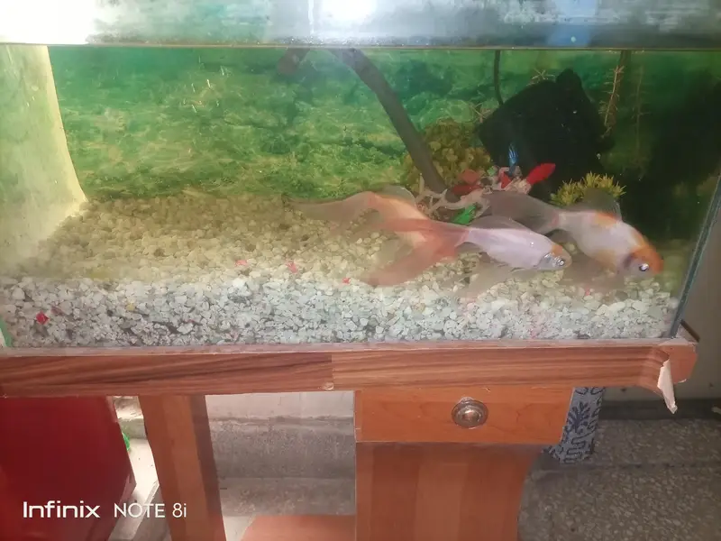 fish  aquarium for sall — photo 2