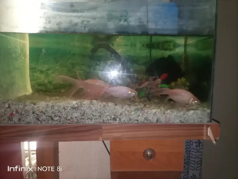 fish  aquarium for sall — photo 3