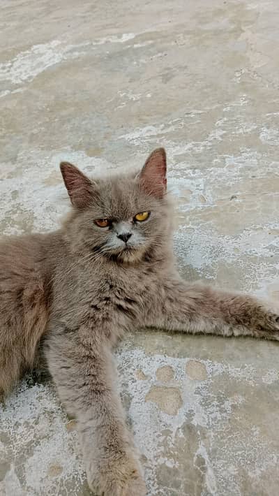 Persian cat