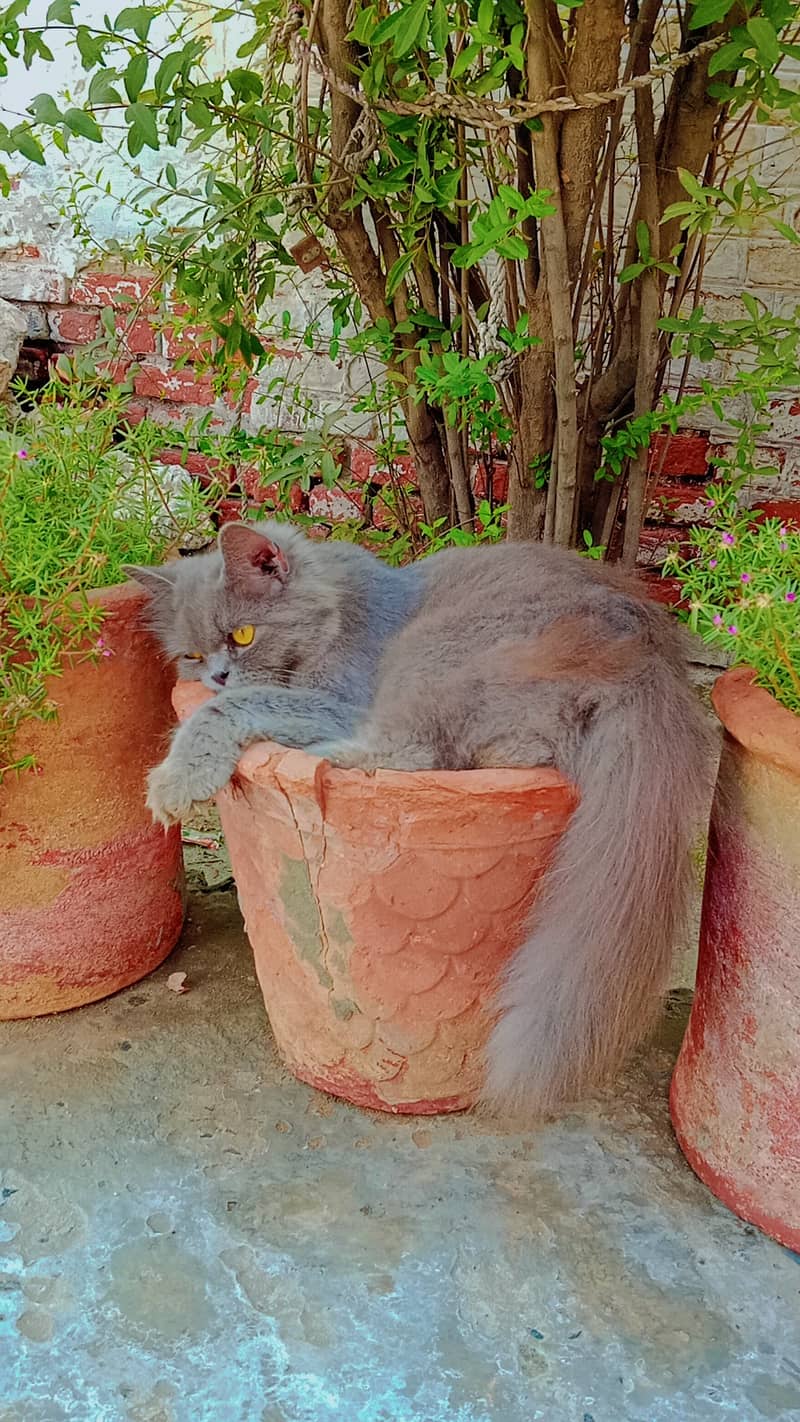 Persian cat 1