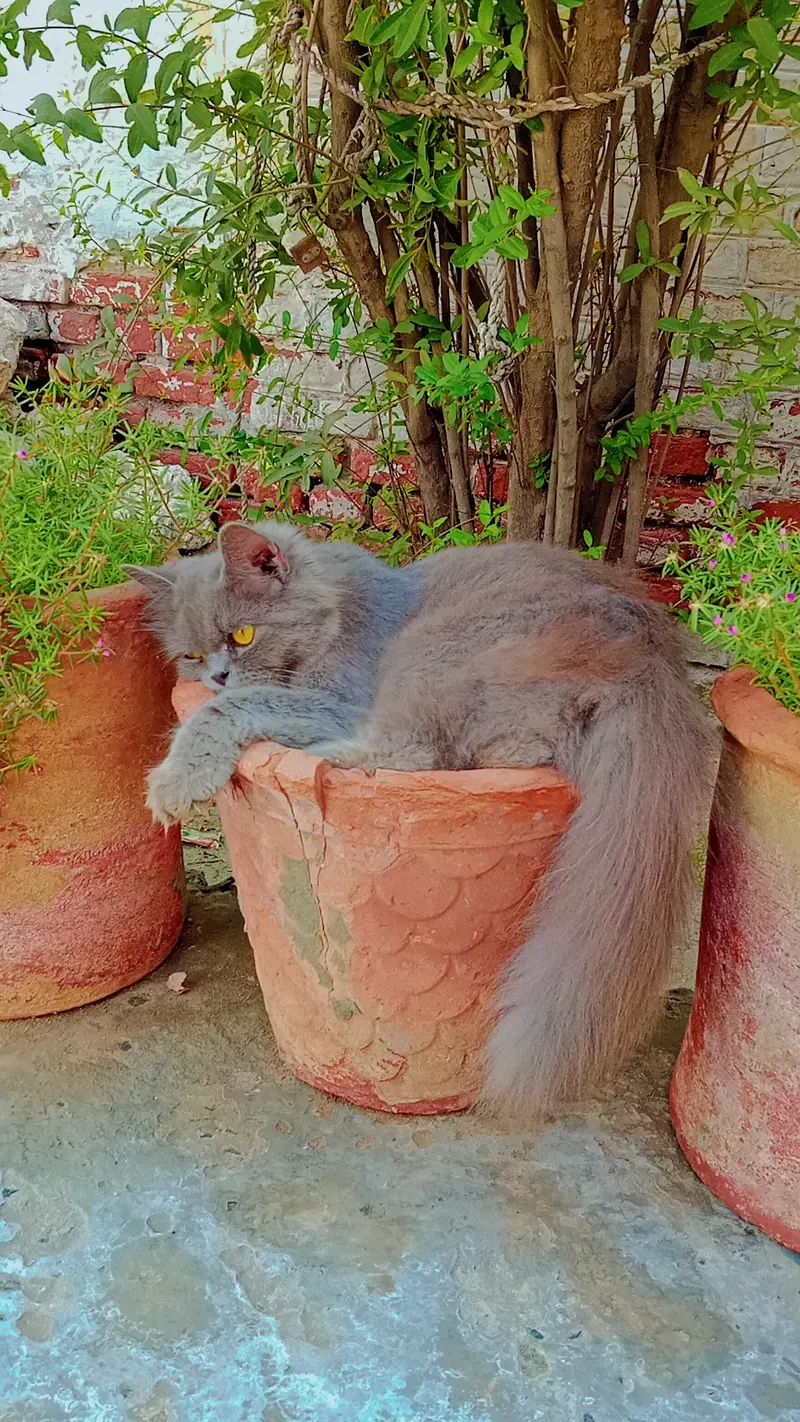 Persian cat — photo 2