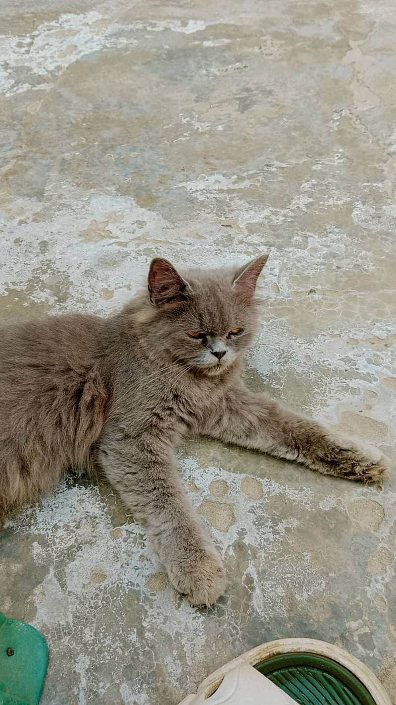 Persian cat 2