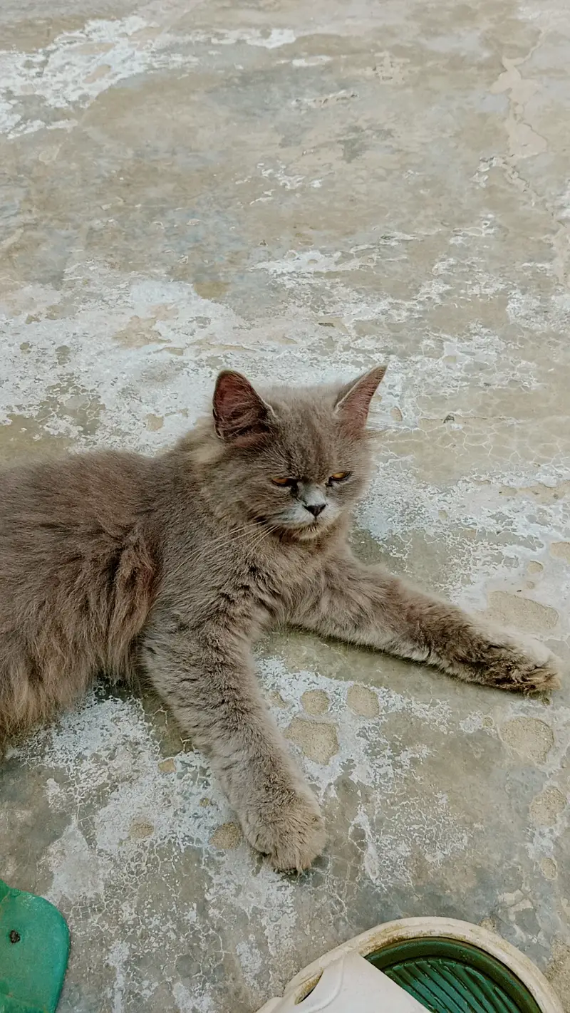 Persian cat — photo 3