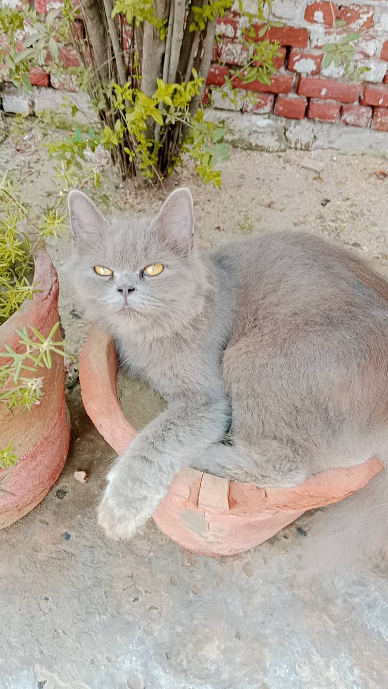 Persian cat 3