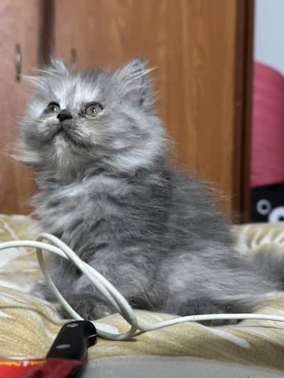Beautiful Triple-Coated Persian Female Kittens