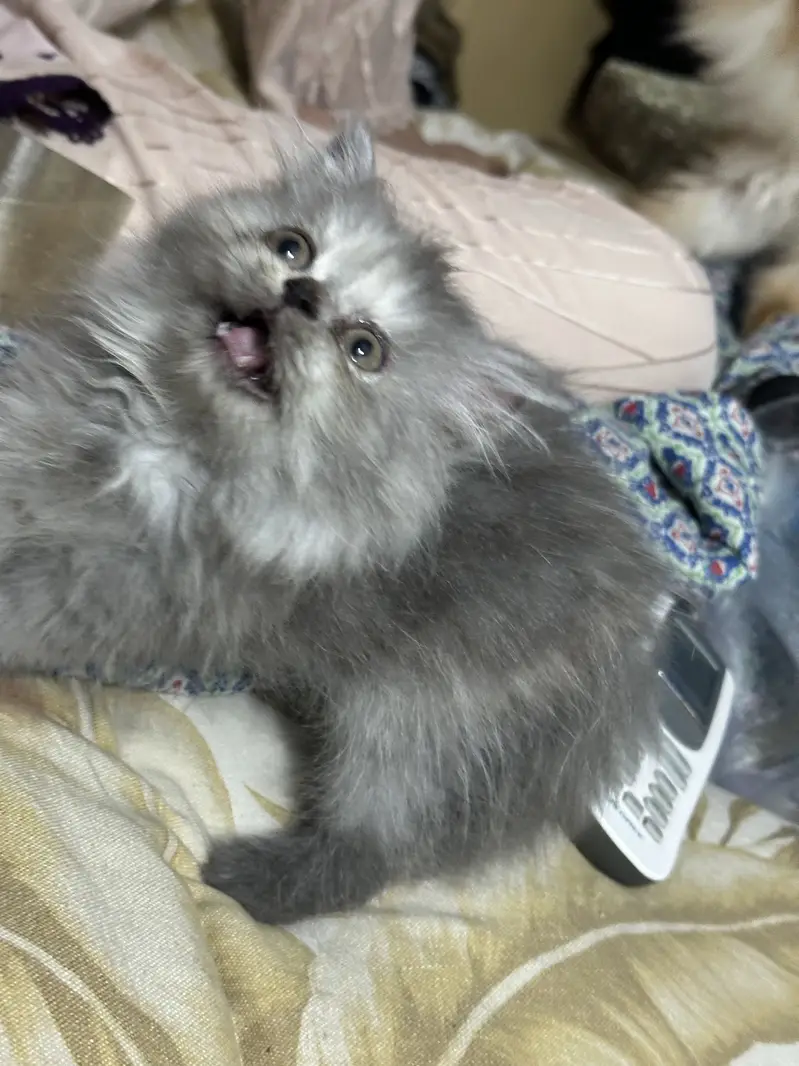 Beautiful Triple-Coated Persian Female Kittens — photo 2