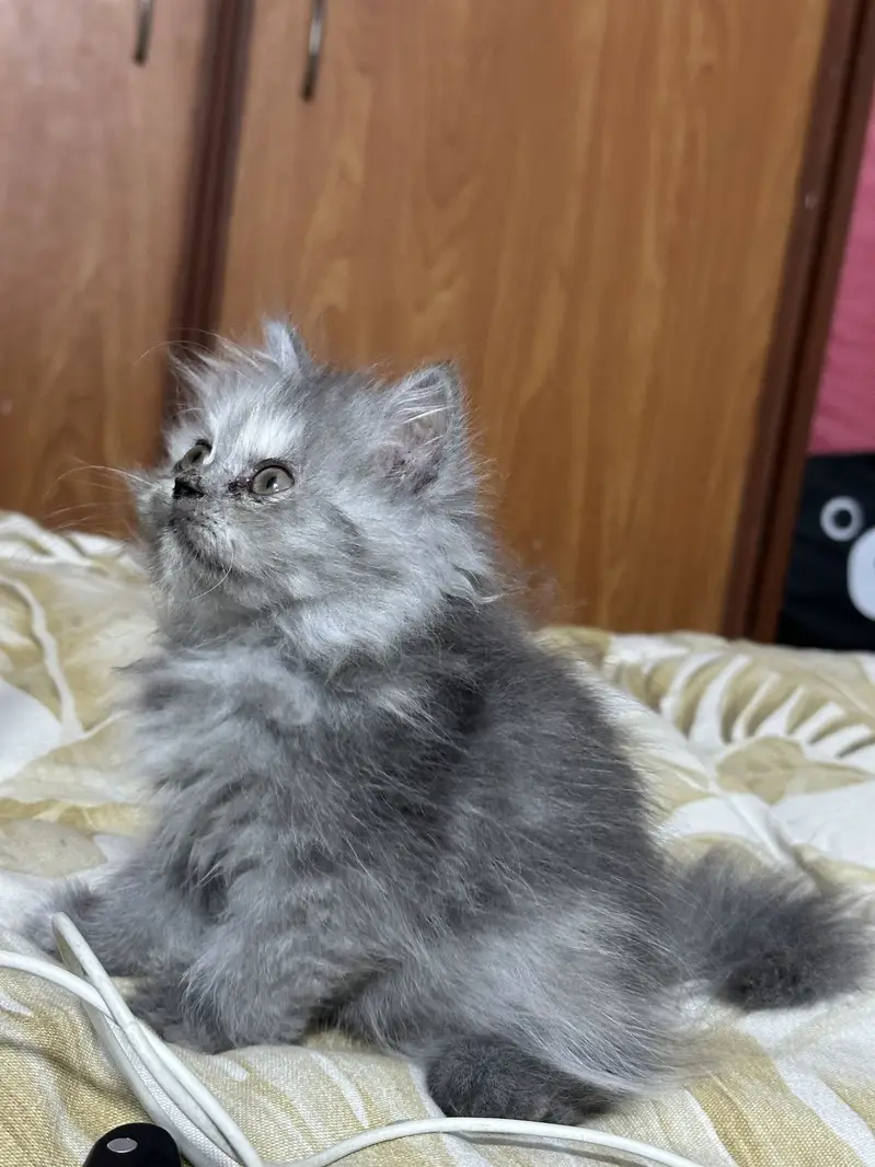 Beautiful Triple-Coated Persian Female Kittens — photo 3