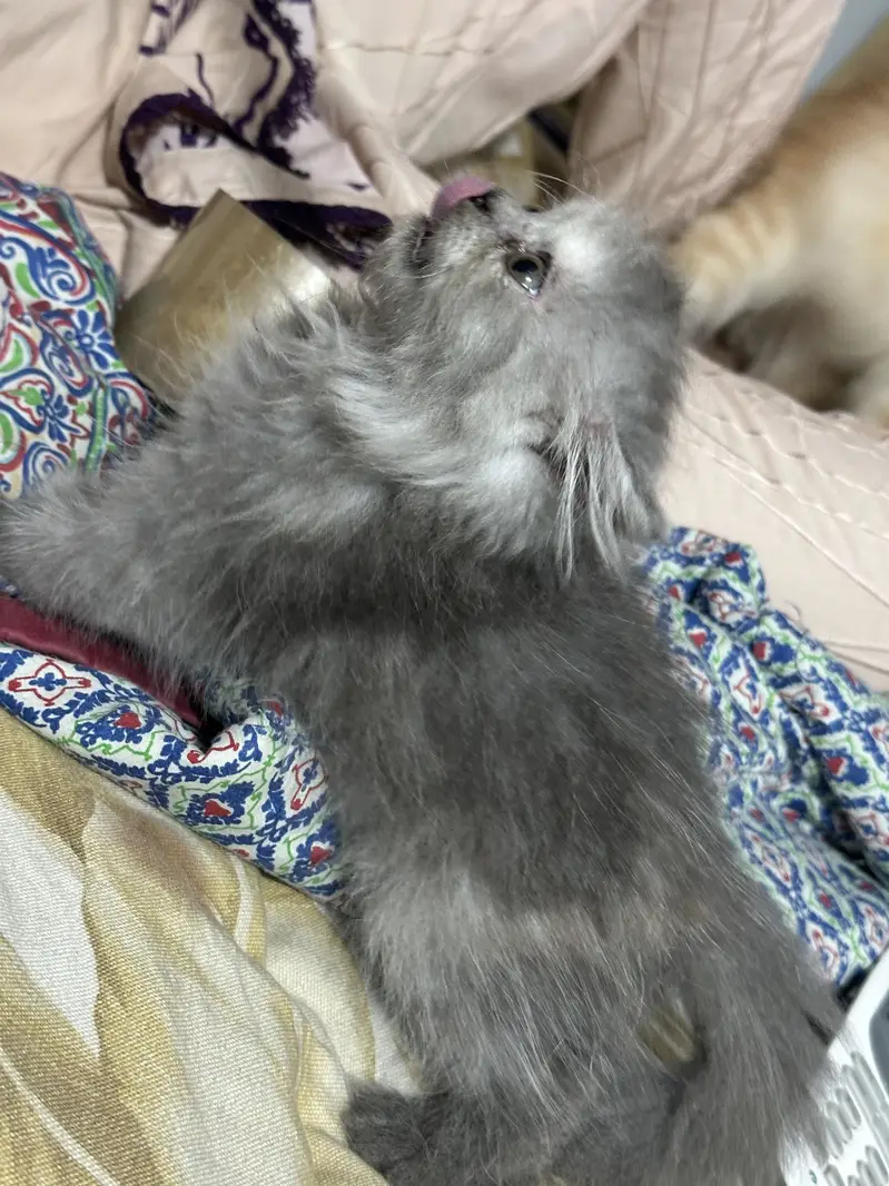 Beautiful Triple-Coated Persian Female Kittens — photo 4
