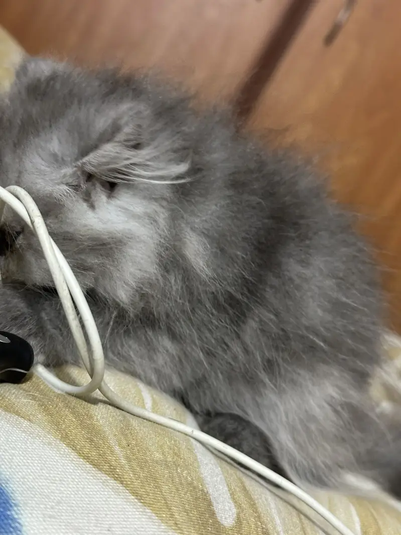Beautiful Triple-Coated Persian Female Kittens — photo 5