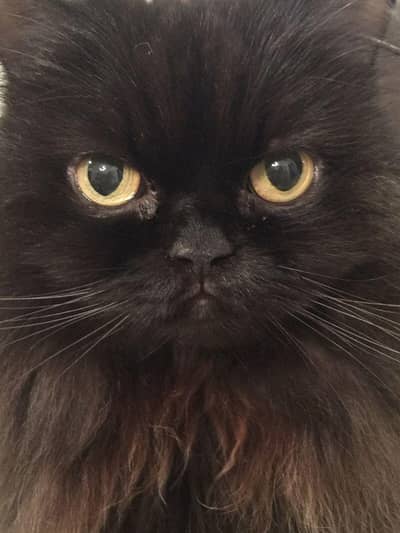 Black Pershian pregnant Adult cat for Sale
