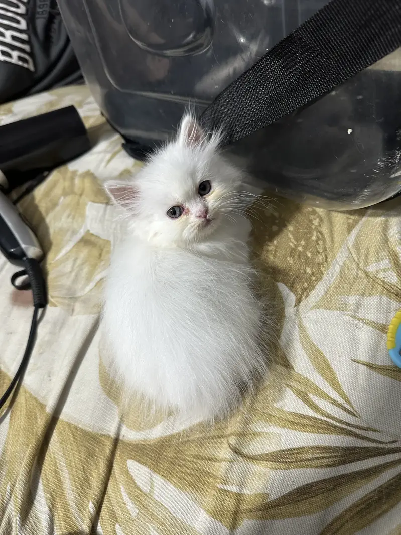 Beautiful Triple-Coated Persian Female Kittens — photo 7