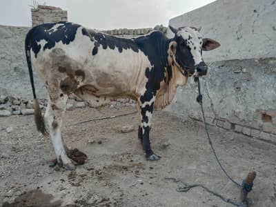 Bull for sale