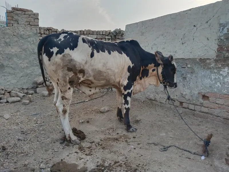 Bull for sale — photo 2