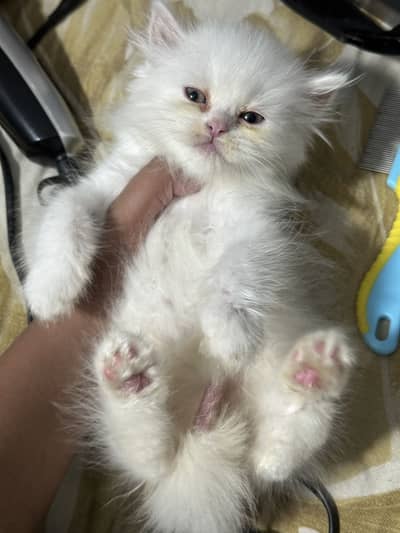 Long coated Persian kittens available