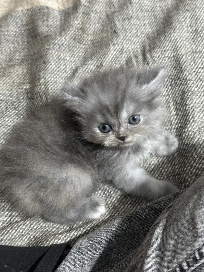 Long coated Persian kittens available — photo 3