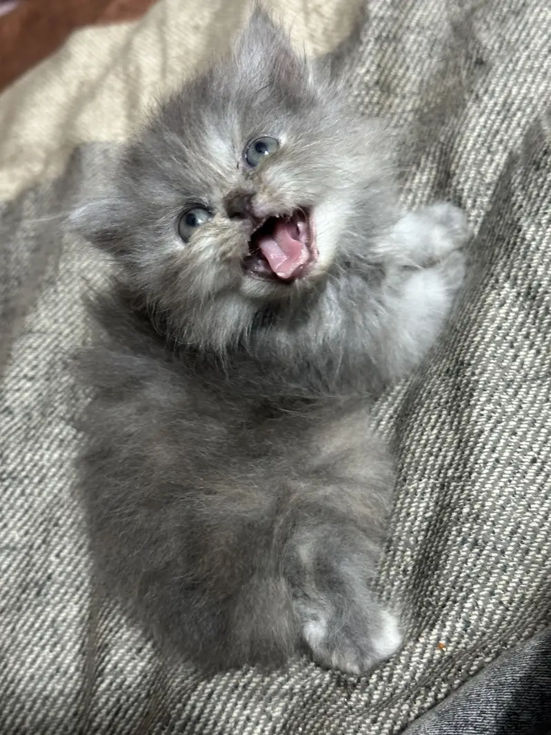 Long coated Persian kittens available — photo 4