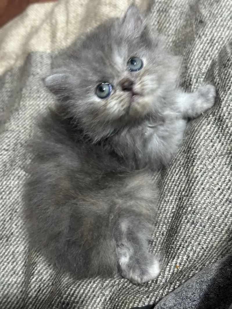 Long coated Persian kittens available — photo 5