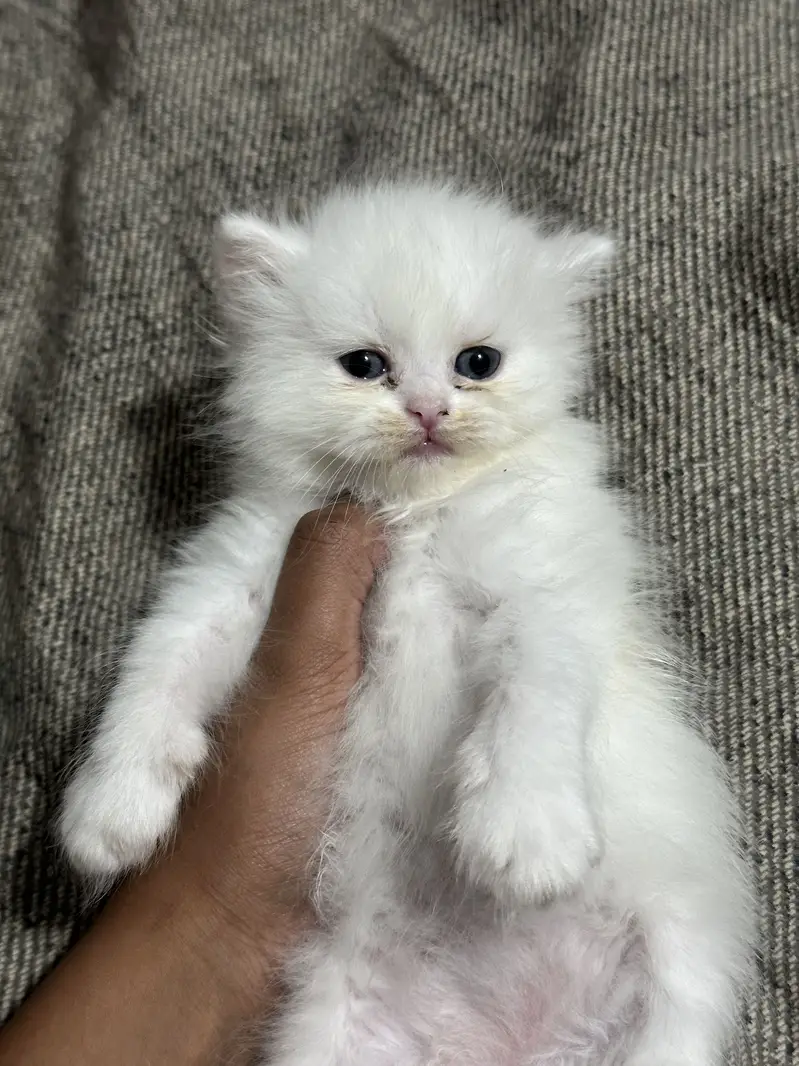 Long coated Persian kittens available — photo 6