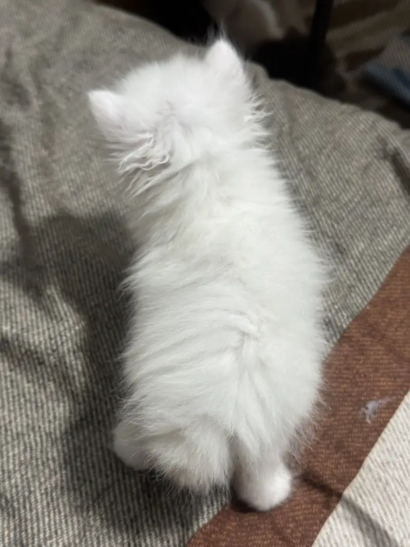 Long coated Persian kittens available — photo 7