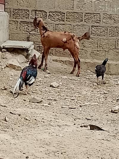 bakra
