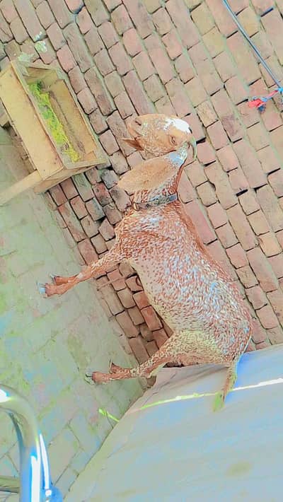 مکی چینی بکری