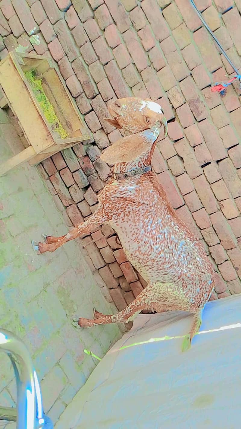 مکی چینی بکری 0