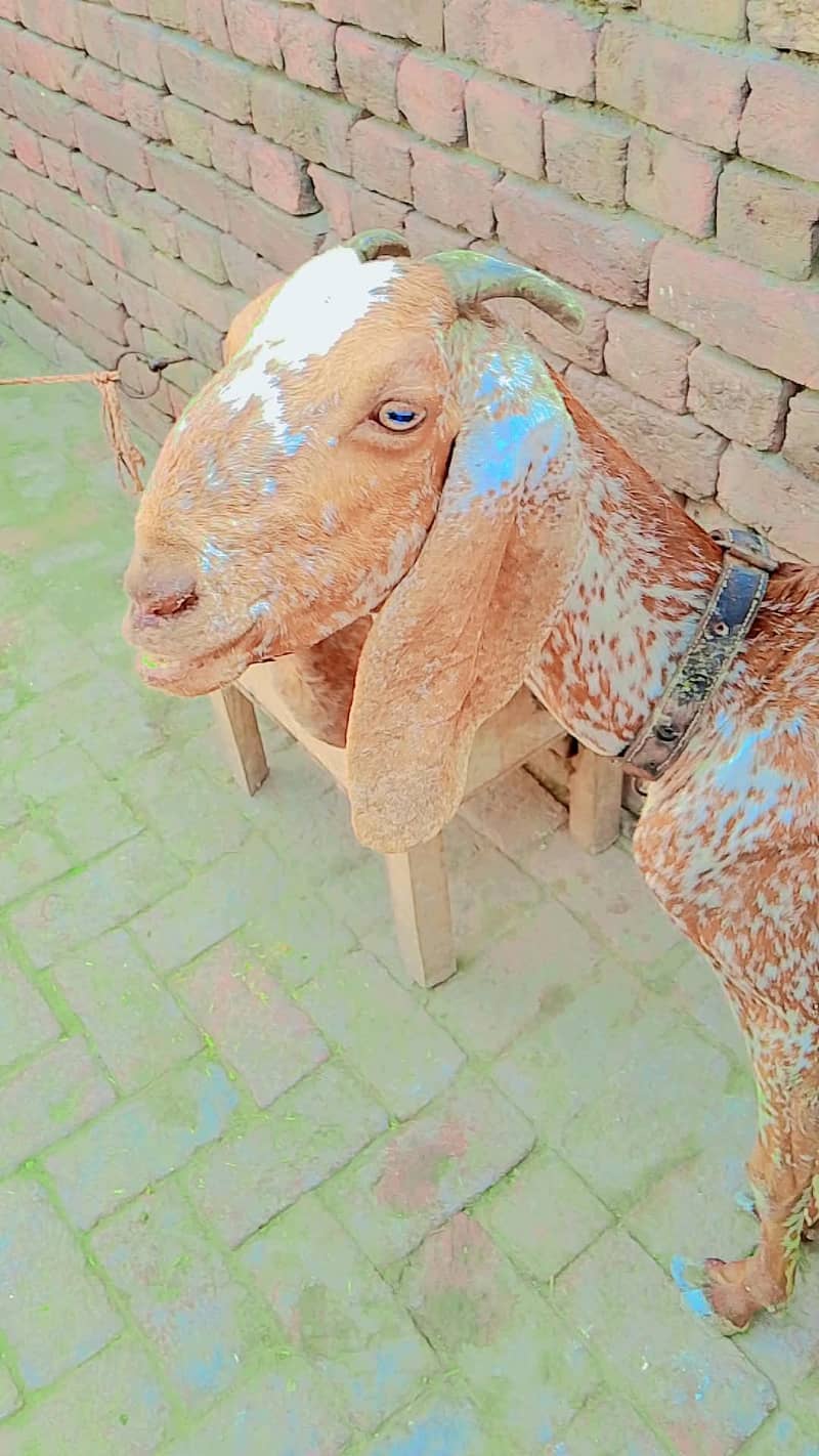 مکی چینی بکری 1