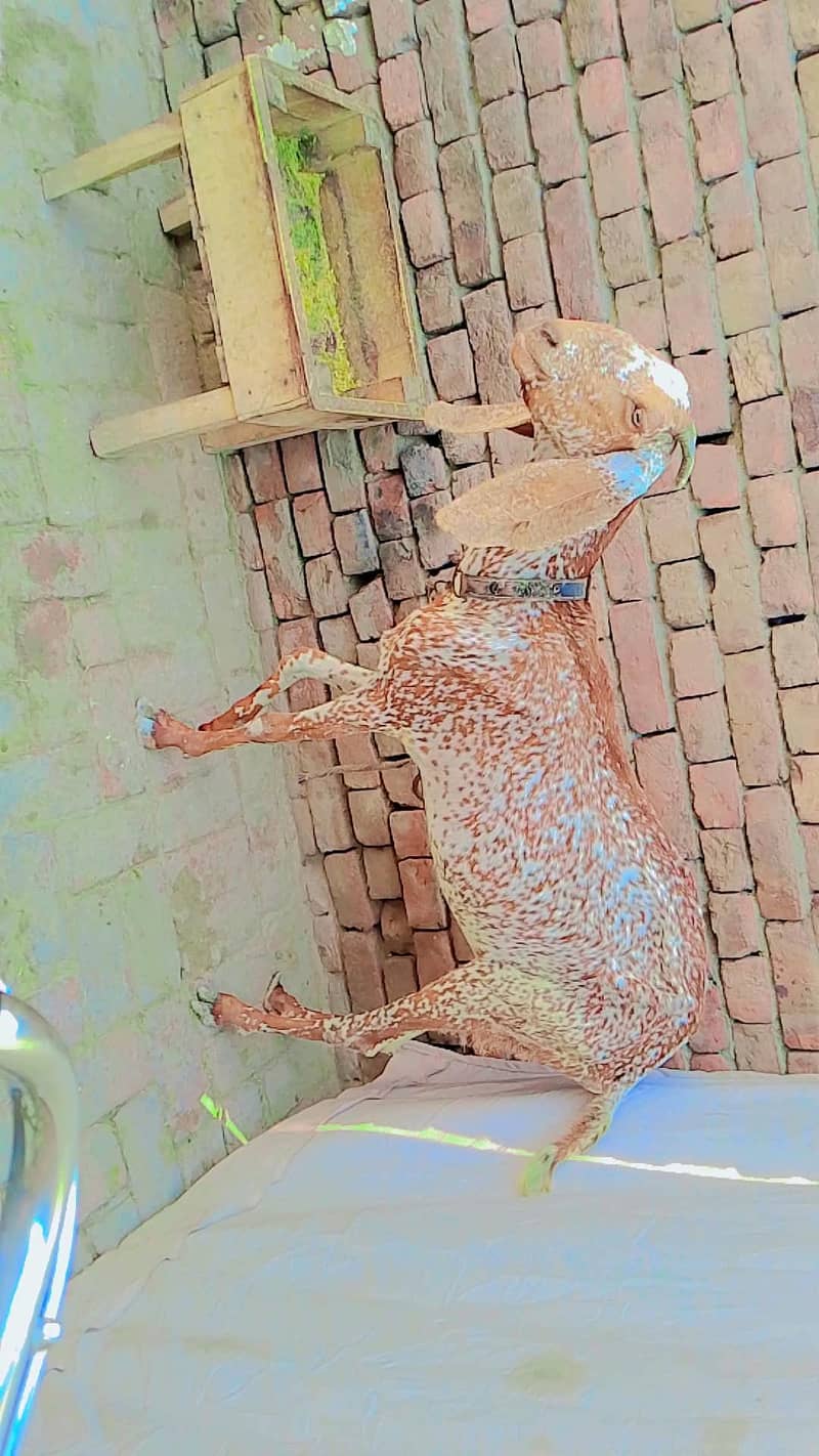 مکی چینی بکری 3