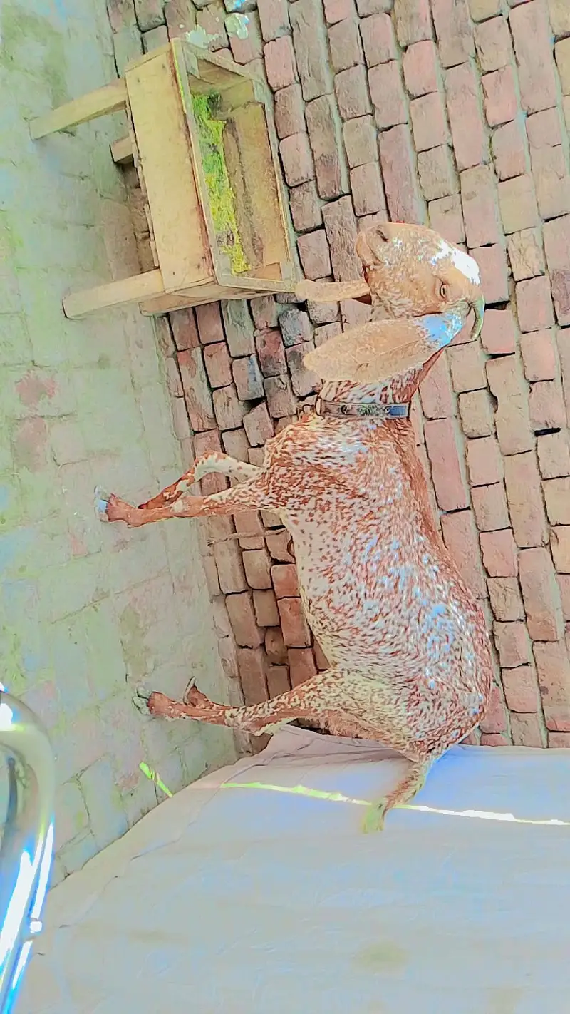 مکی چینی بکری — photo 4