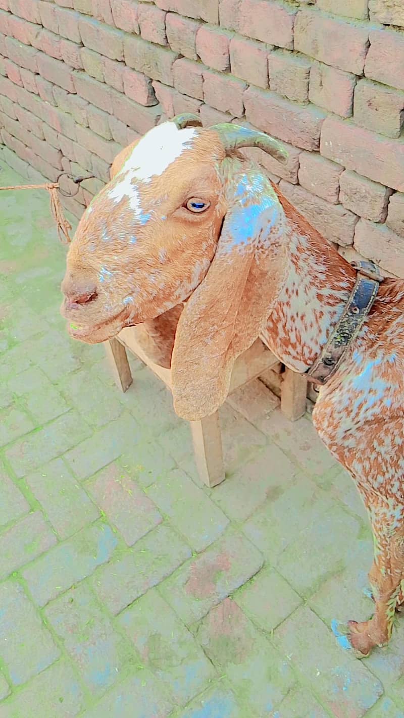 مکی چینی بکری 4