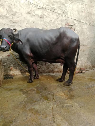 Buffalo/Bhains/Cow/Neeli Bhains