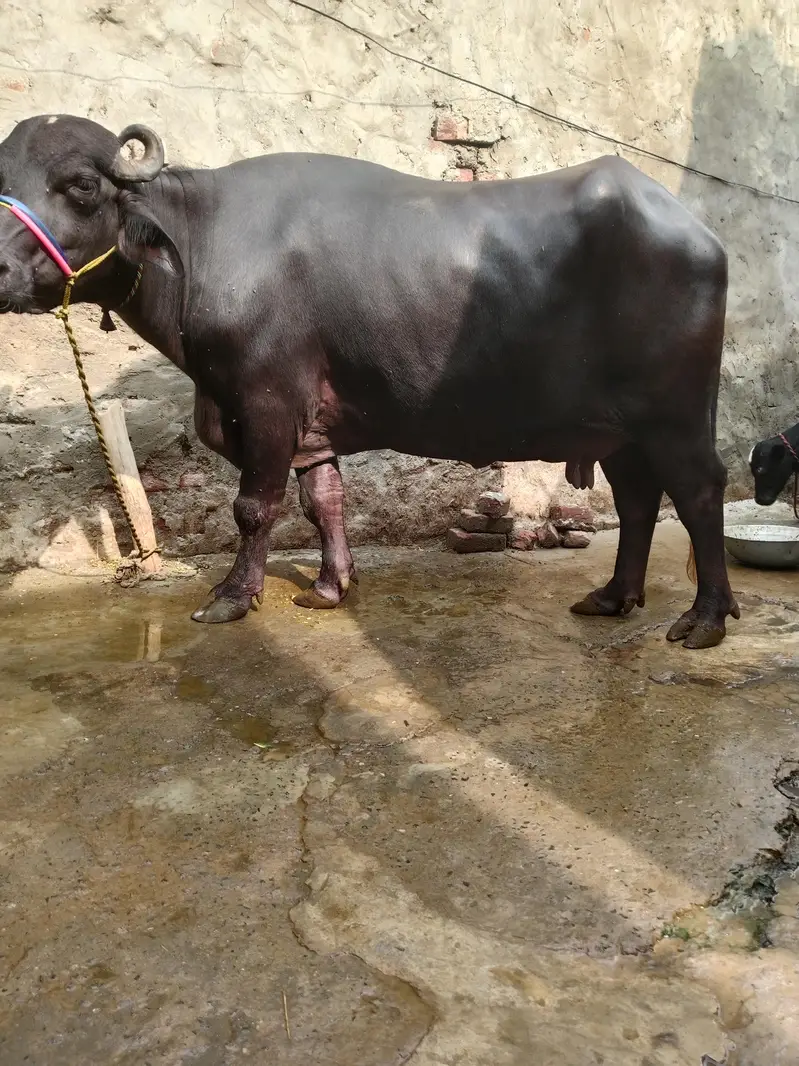 Buffalo/Bhains/Cow/Neeli Bhains — photo 2