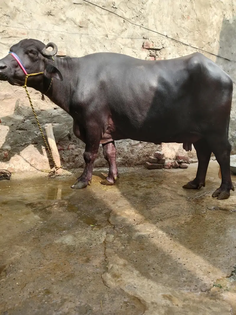 Buffalo/Bhains/Cow/Neeli Bhains — photo 3