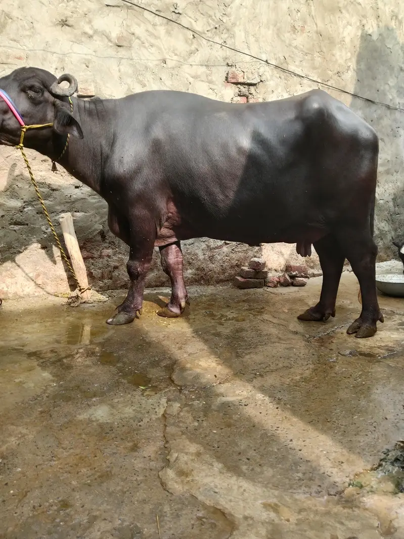 Buffalo/Bhains/Cow/Neeli Bhains — photo 4