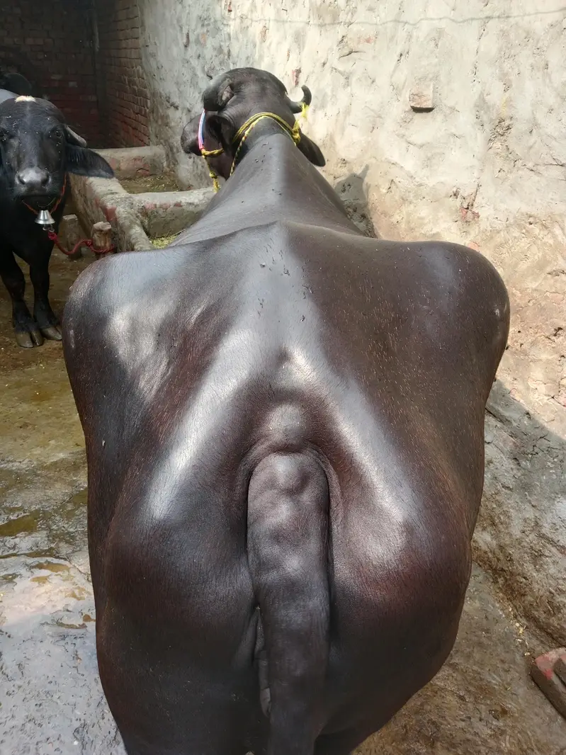 Buffalo/Bhains/Cow/Neeli Bhains — photo 5