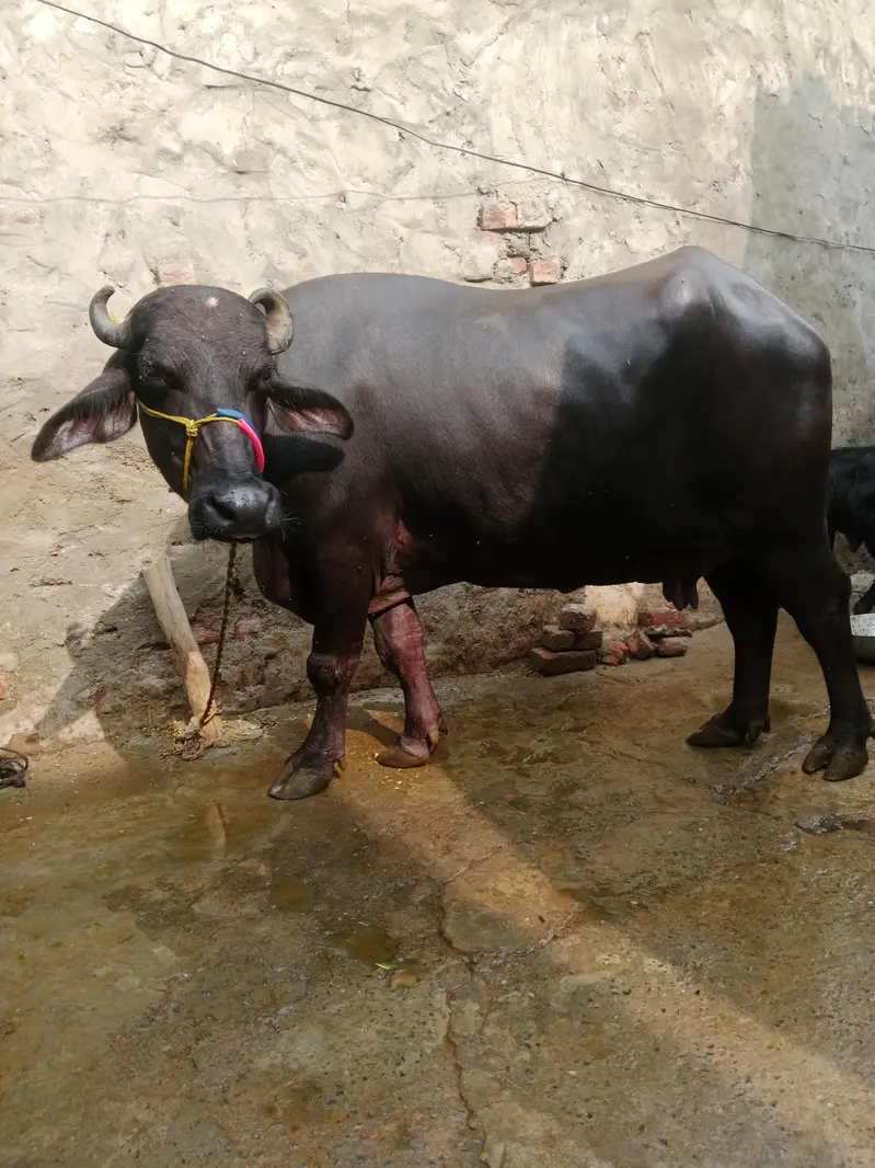 Buffalo/Bhains/Cow/Neeli Bhains — photo 6