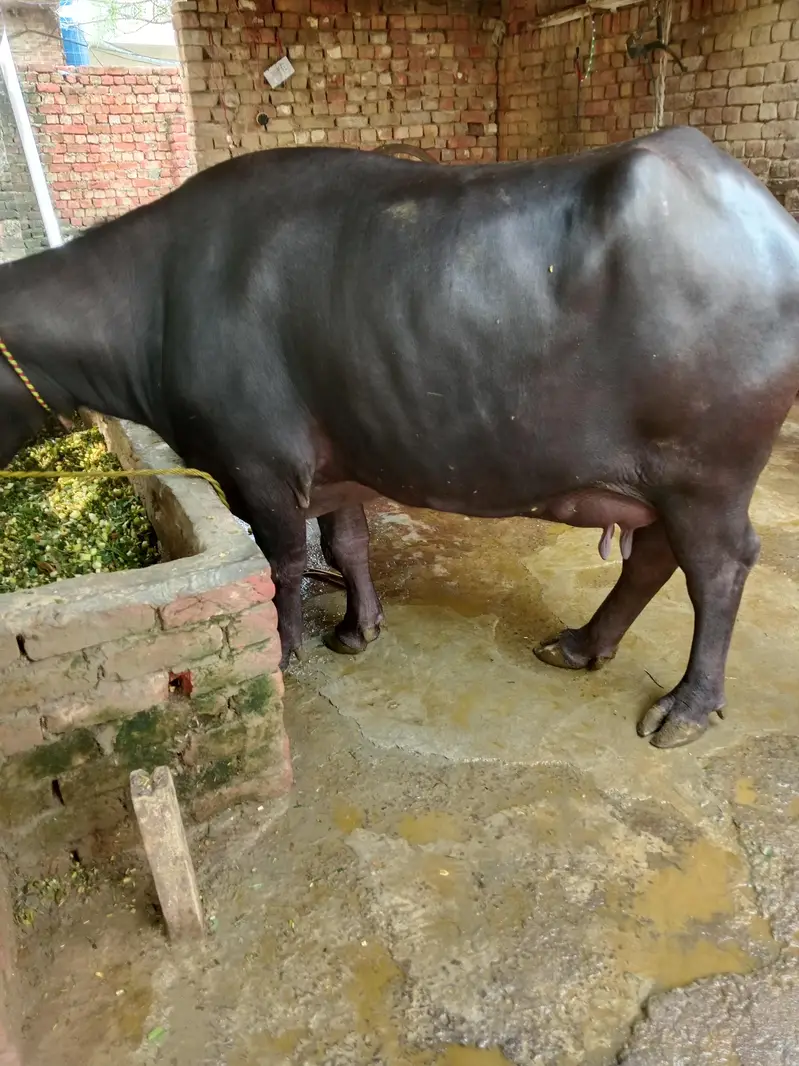 Buffalo/Bhains/Cow/Neeli Bhains — photo 7