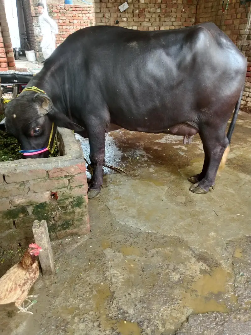 Buffalo/Bhains/Cow/Neeli Bhains — photo 8
