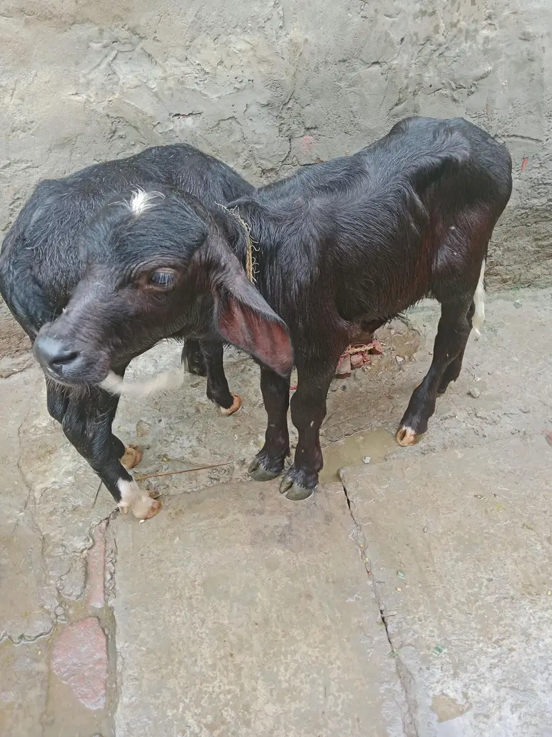 Buffalo/Bhains/Cow/Neeli Bhains — photo 10