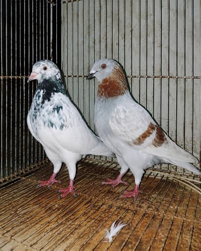 Fancy pegions for sale