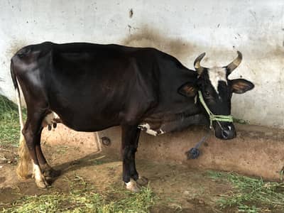 Gabrali breed 9 months 3 days pregnant