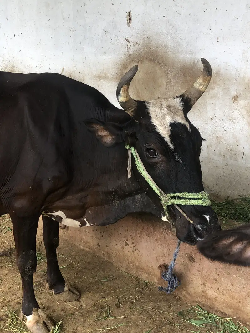 Gabrali breed 9 months 3 days pregnant — photo 2