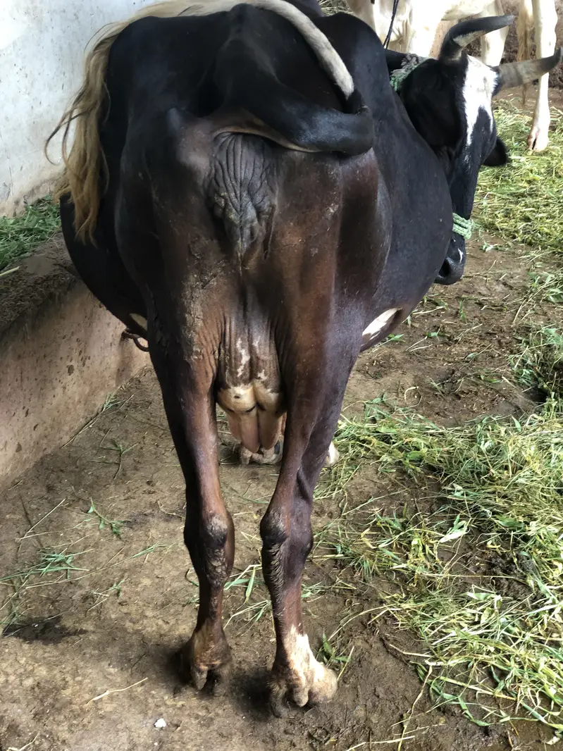 Gabrali breed 9 months 3 days pregnant — photo 3