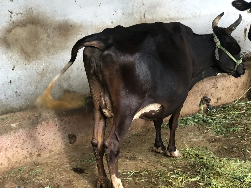 Gabrali breed 9 months 3 days pregnant — photo 5